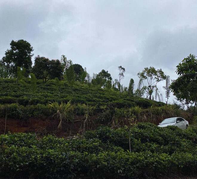 tea-estate-for-sale-panwilathenna-10069-01