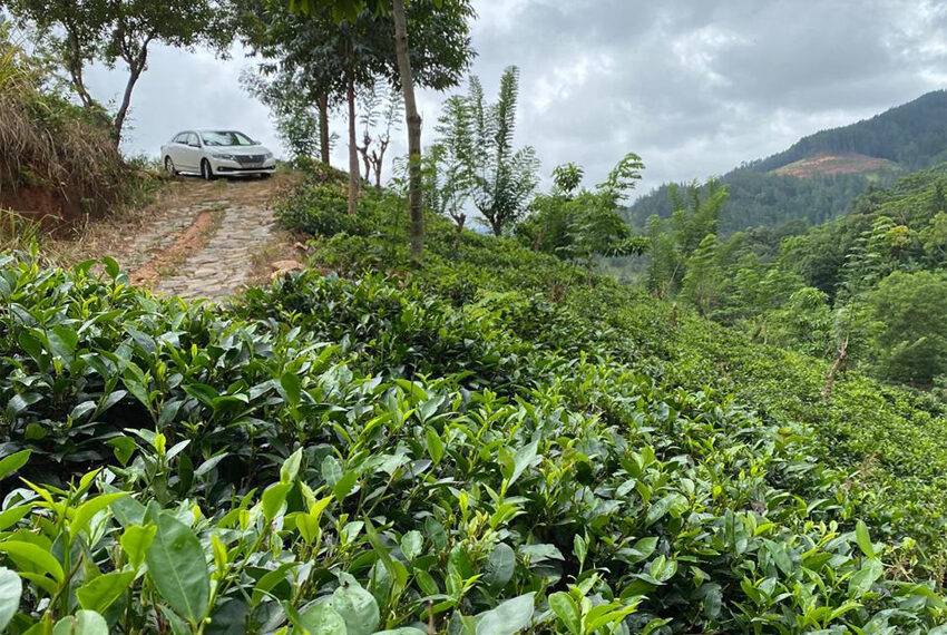 tea-estate-for-sale-panwilathenna-10069-06