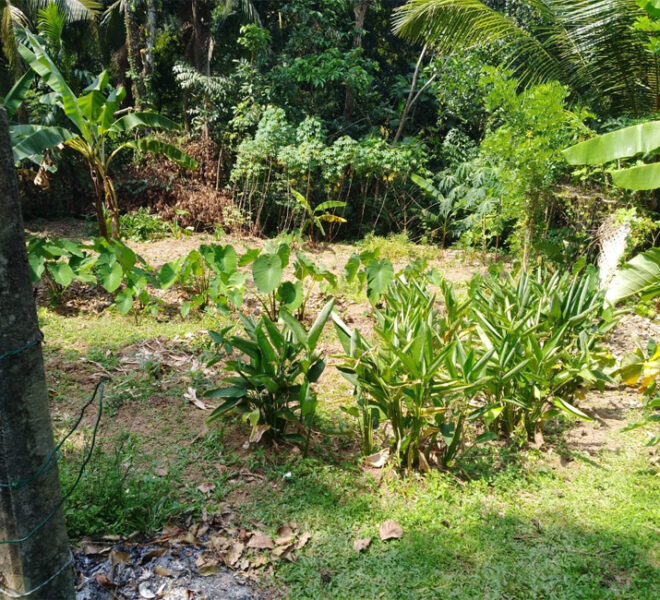 Land-for-sale-in-pugoda-10253-02