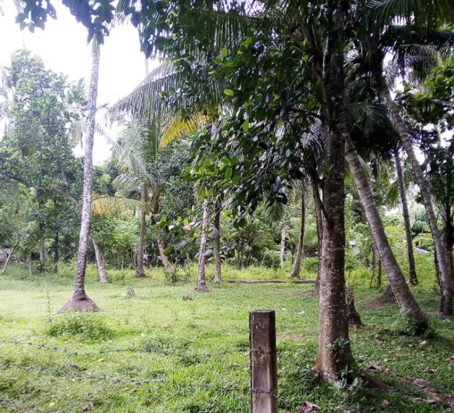 Land-for-sale-in-minuwangoda-10311-021