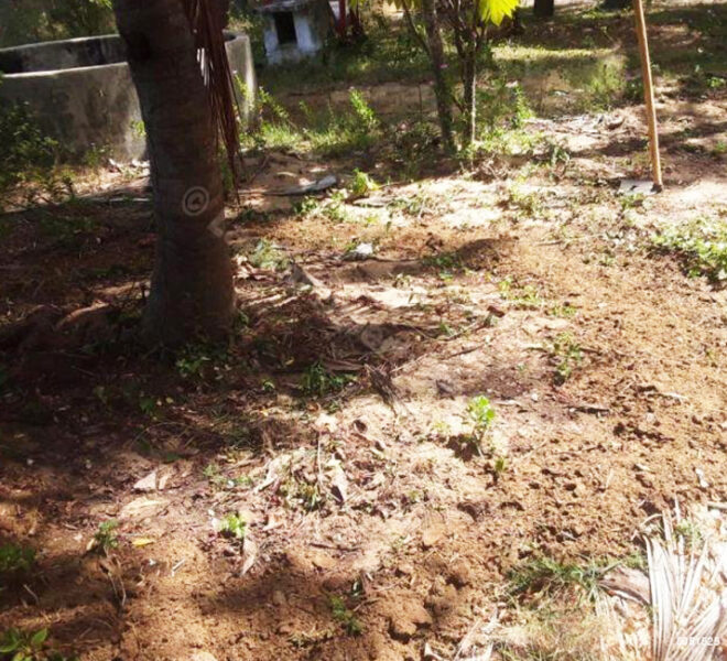 Coconut-Land-for-Sale-in-Alankuda-10958-01