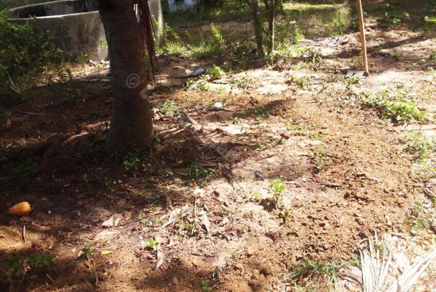 Coconut-Land-for-Sale-in-Alankuda-10958-01