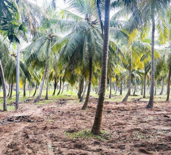 Coconut-Land-for-Sale-in-Alankuda-10958-03
