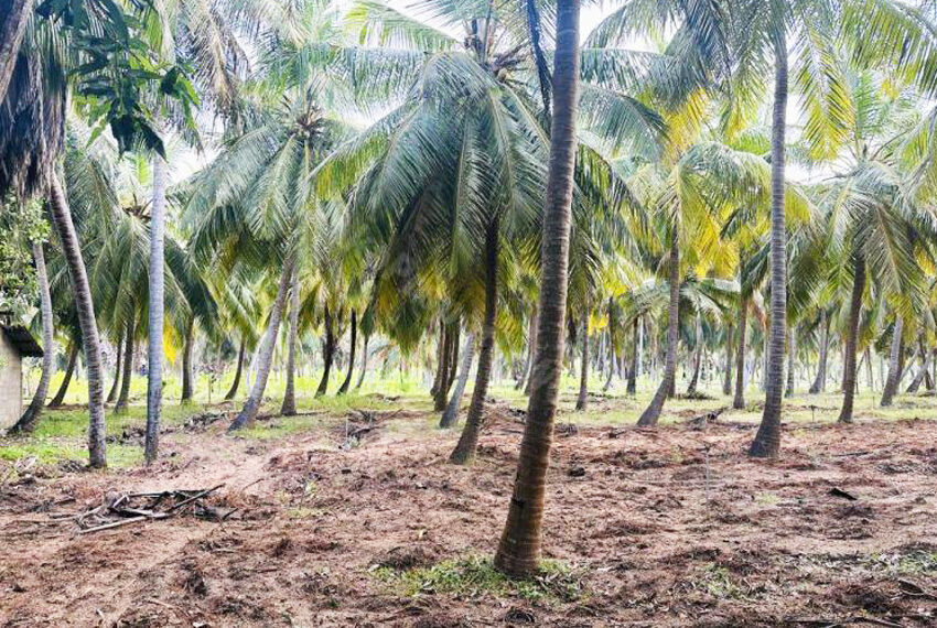 Coconut-Land-for-Sale-in-Alankuda-10958-03