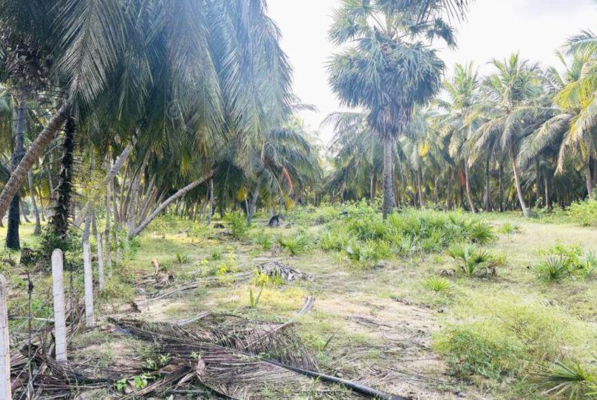 Coconut-Land-for-Sale-in-Alankuda-10958-04