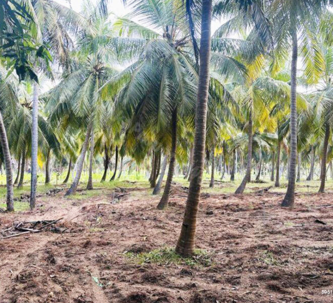 Coconut-Land-for-Sale-in-Alankuda-10958-06