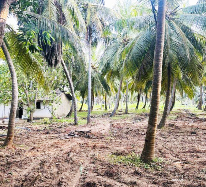 Coconut-Land-for-Sale-in-Alankuda-10958-07