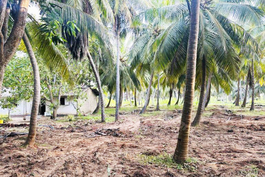 Coconut-Land-for-Sale-in-Alankuda-10958-07