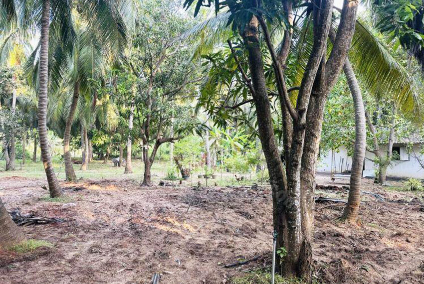 Coconut-Land-for-Sale-in-Alankuda-10958-08